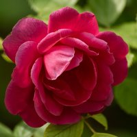 Роза :: Игорь Сикорский Роза :: Игорь Сикорский