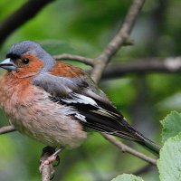 Зяблик :: Лина 