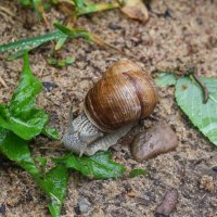 Обед :: Марина Мамаева Обед :: Марина Мамаева