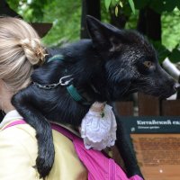 Москва. Воронцовский парк. Девушка с лисой. :: Наташа ***** Москва. Воронцовский парк. Девушка с лисой. :: Наташа *****