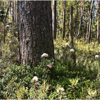 В июньском лесу. :: Валерия Комова