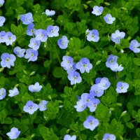 Весенние зарисовки (вероника дубравная ) :: Константин Анисимов Весенние зарисовки (вероника дубравная ) :: Константин Анисимов