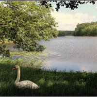 *** :: Aleksandr Gal