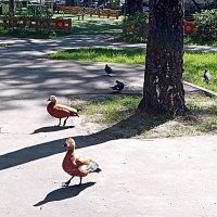 Гости. :: Владимир Драгунский