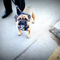 Ты кто? Я тебя не знаю... :: Владимир Драгунский