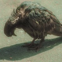 ЛЕТО - Голубка :: Владимир Максимов