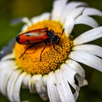 *** :: Светлана SvetNika17