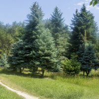 Пейзажи ботанического сада Н В Багрова :: Валентин Семчишин