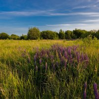 Луга в свете заката :: Александр Синдерёв