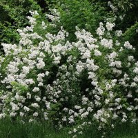 Цветет Шиповник многоцветковый :: Рита Симонова Цветет Шиповник многоцветковый :: Рита Симонова