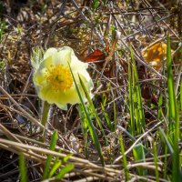 Подснежник (сон-трава). :: Алексей Трухин
