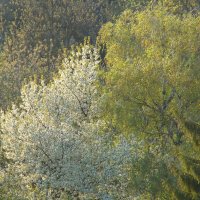 "Будет апрель!" Ю.Левитанский :: Syntaxist (Светлана)