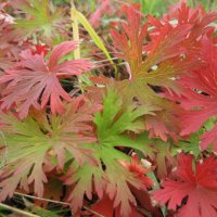 Осень :: Anna Ivanova Осень :: Anna Ivanova