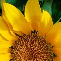 Цветок солнца) :: Татьяна Евдокимова Цветок солнца) :: Татьяна Евдокимова