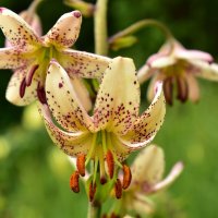 мартагон Jaunie Varti :: Vera_85916050 Lario