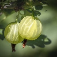 Крыжовничек! :: Лилия * Крыжовничек! :: Лилия *