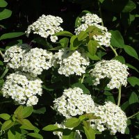 Тысячелистник :: Freddy 97