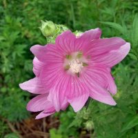 Привет от июня :: Galina Solovova