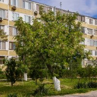 Акация :: Анатолий Чикчирный