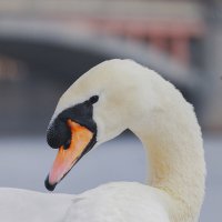 Белый лебедь :: Yana Ryz