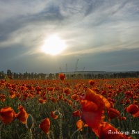 маки Ставрополья :: Александр Богатырёв