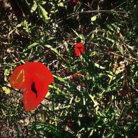 Летние этюды 46 :: Алексей Кузнецов