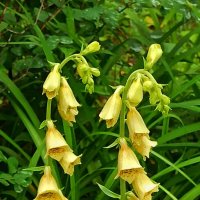 Если не гуглить, кто знает этот цветок? :: veilins veilins