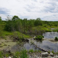 *** :: Николай Гирш