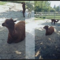 Альпака. :: Игорь Солдаткин