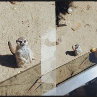 Маленький сурикат. :: Игорь Солдаткин