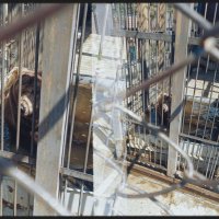 Михайло Потапыч :: Игорь Солдаткин