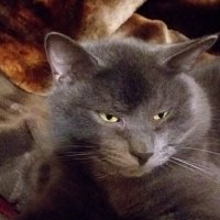 самурай... :: Галина Флора