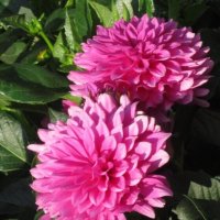 Георгины Малиновый Звон :: Дмитрий Никитин