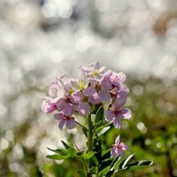 Цветик :: Александр Кондаков