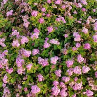 Спирея японская Литтл Принцесс (Spiraea japonica Little Princess) :: Денис Бочкарёв