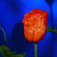 Дожди намяли бока... :: Владимир Шошин Дожди намяли бока... :: Владимир Шошин