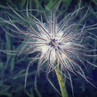 Пора созревания... :: Владимир Шошин Пора созревания... :: Владимир Шошин