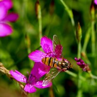 в последний день июня 7 :: Александр Прокудин в последний день июня 7 :: Александр Прокудин