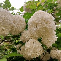 Калина Бульденеж :: Сапсан 