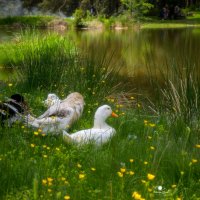 Субботний перерыв после обеда :: Кръстьо Шилев