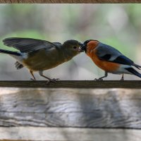Заботливый папаша :: Дмитрий 