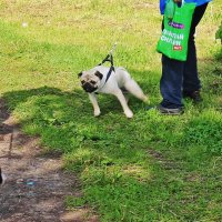 Июнь...Злой песик! :: Владимир 