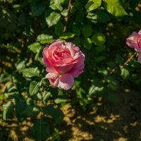 Розы :: Анатолий Чикчирный