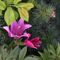 Лилия :: Петр 