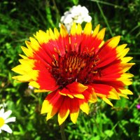 Во всей красе :: Людмила Смородинская