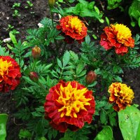 Букет в саду :: Людмила Смородинская