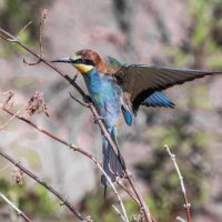 щурки. :: юрий макаров щурки. :: юрий макаров