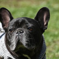 Москва. Парад французских бульдогов в усадьбе «Воронцово». :: Наташа ***** Москва. Парад французских бульдогов в усадьбе «Воронцово». :: Наташа *****