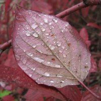 Осень :: Anna Ivanova Осень :: Anna Ivanova