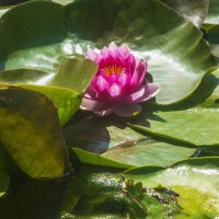 Алая  лилия :: Валентин Семчишин